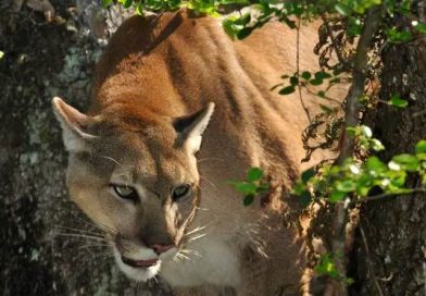 Big cat comeback? Florida strikes bipartisan deal to help endangered panthers